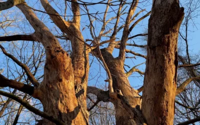 Old Oak Tree (Original Song)